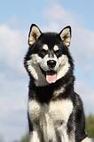 ALASKAN MALAMUTE 412
